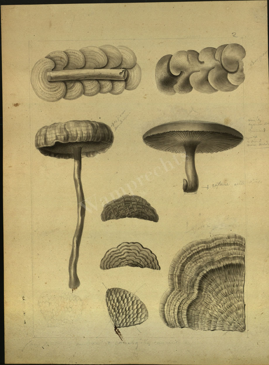 Botanical Drawings of A. Poiret