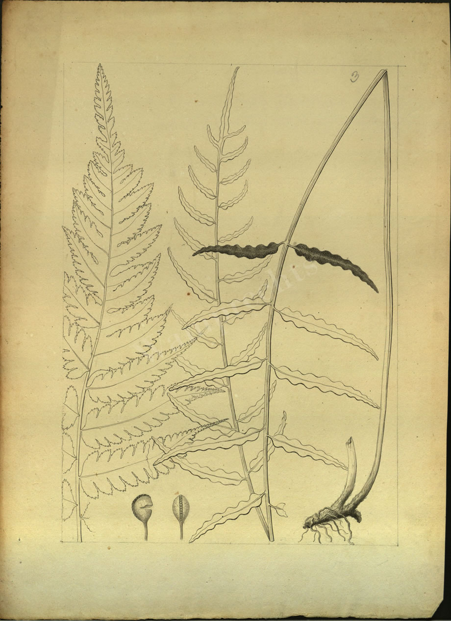 Botanical Drawings of A. Poiret