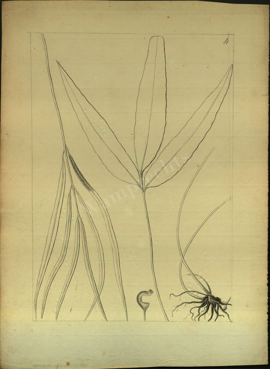 Botanical Drawings of A. Poiret