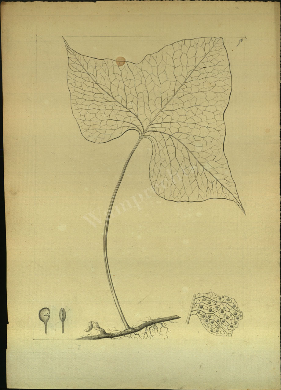 Botanical Drawings of A. Poiret