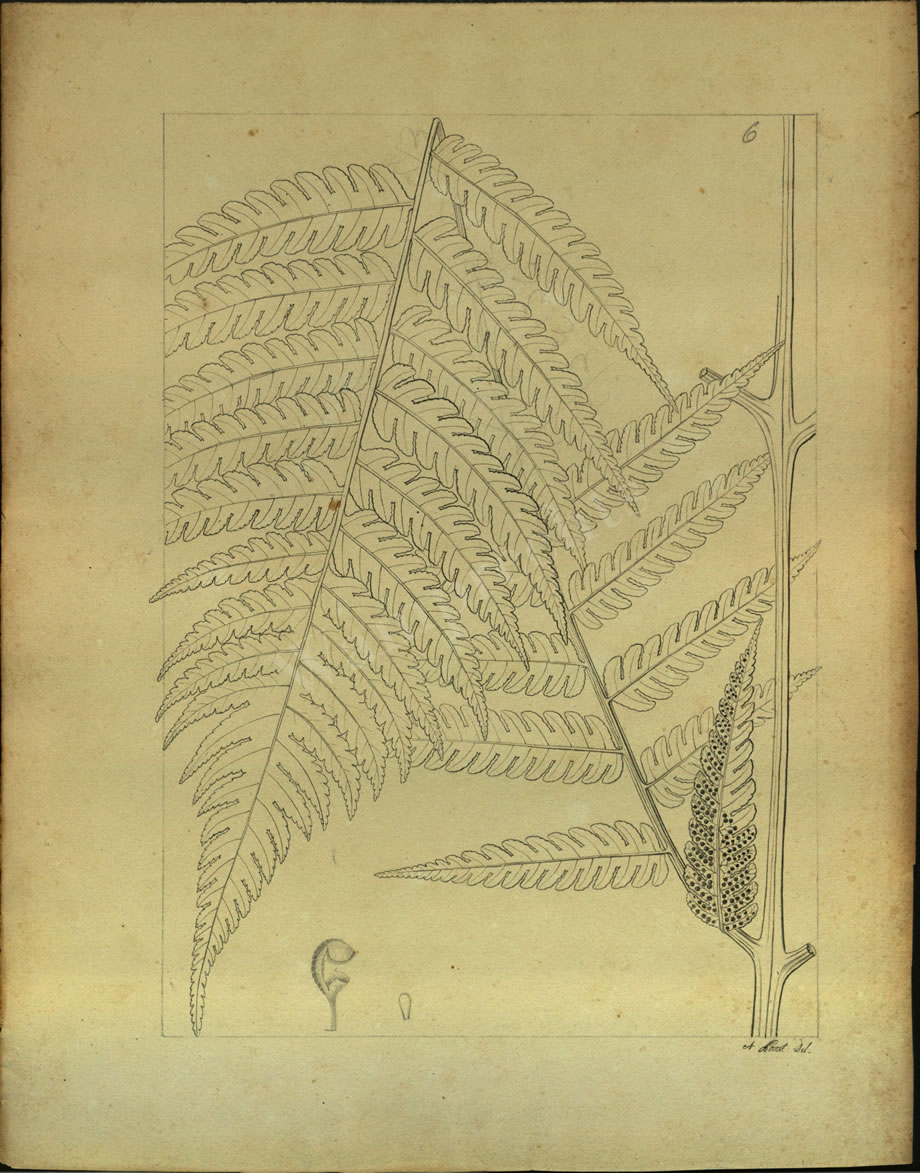 Botanical Drawings of A. Poiret