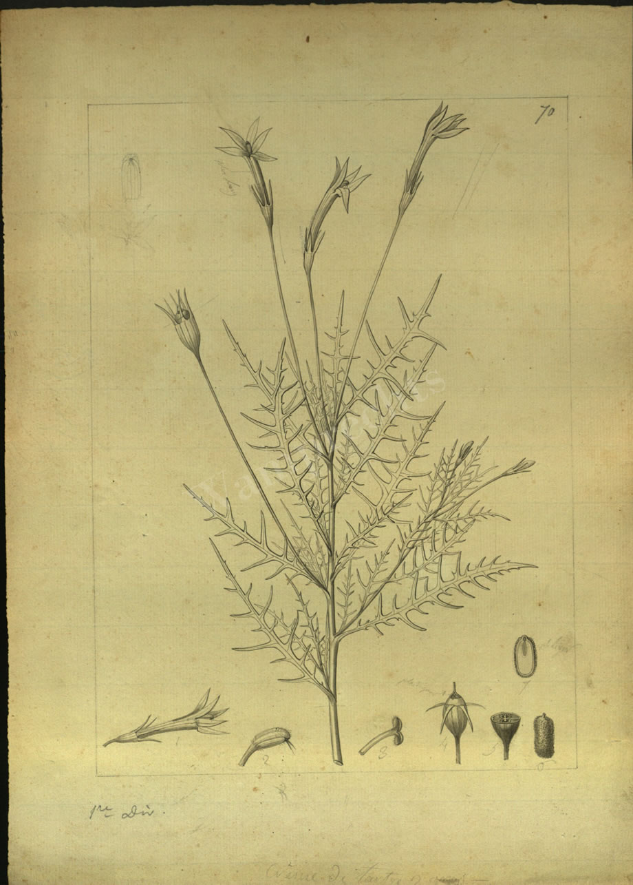 Botanical Drawings of A. Poiret