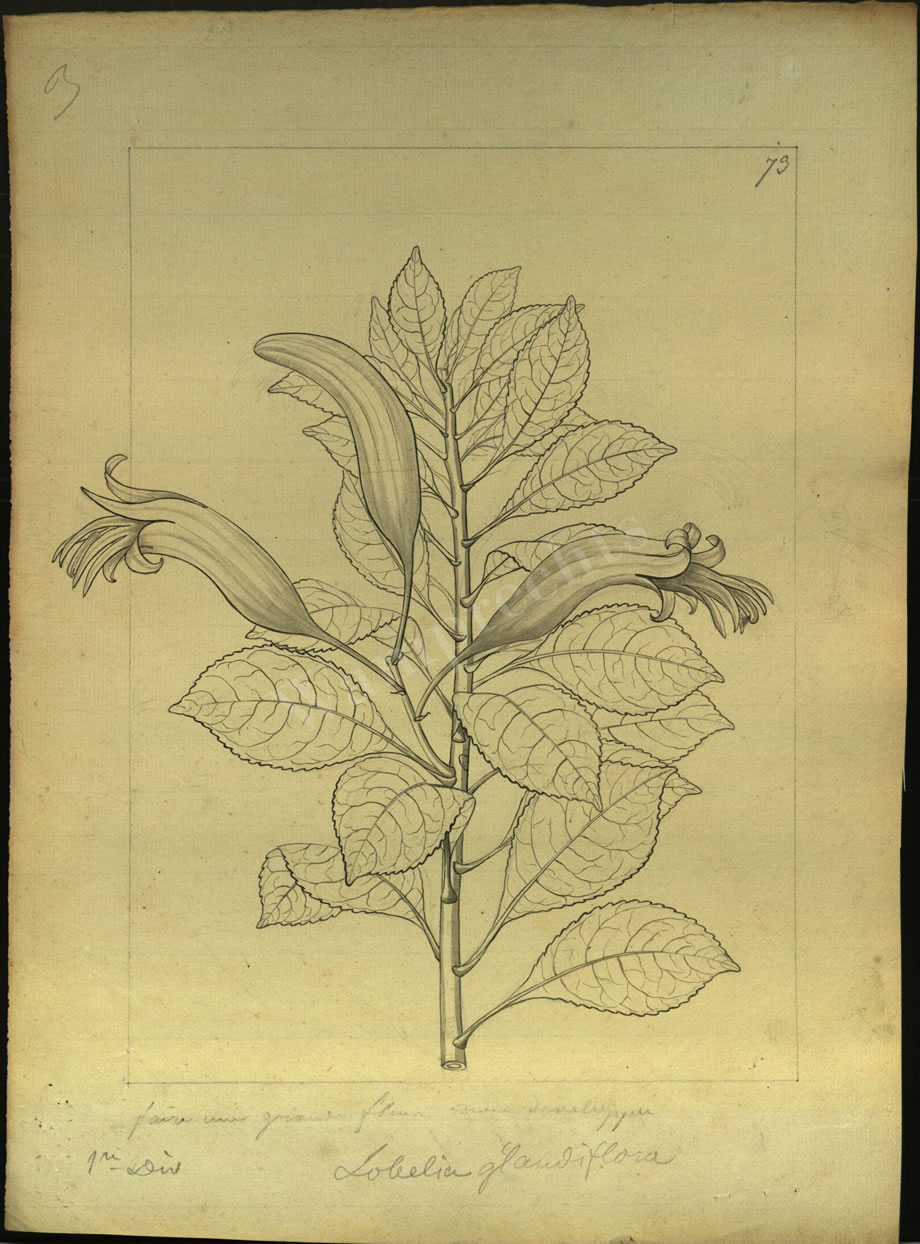 Botanical Drawings of A. Poiret