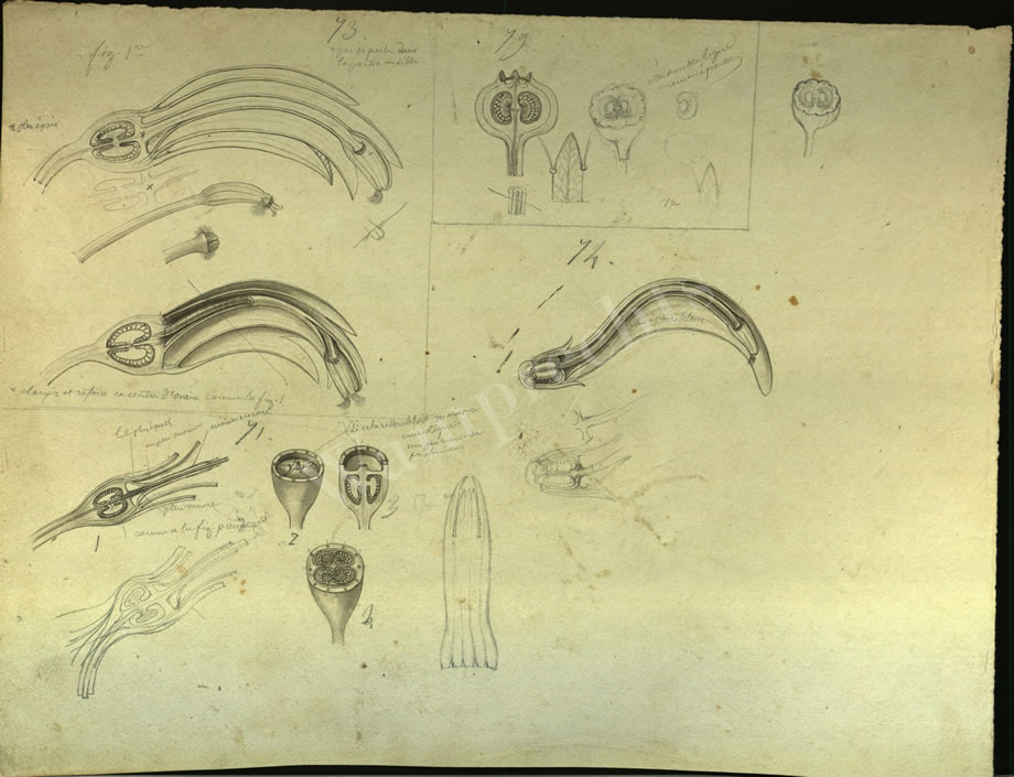 Botanical Drawings of A. Poiret