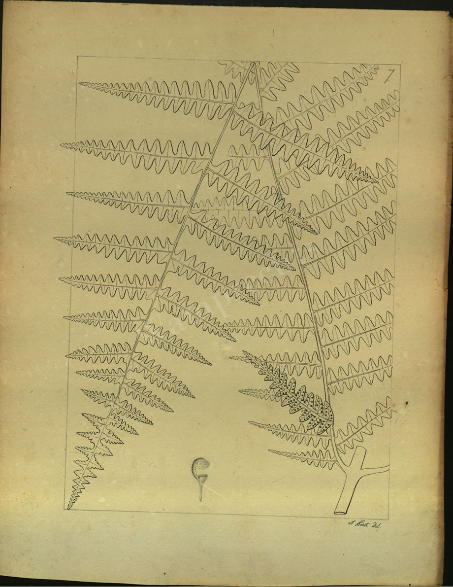 Botanical Drawings of A. Poiret