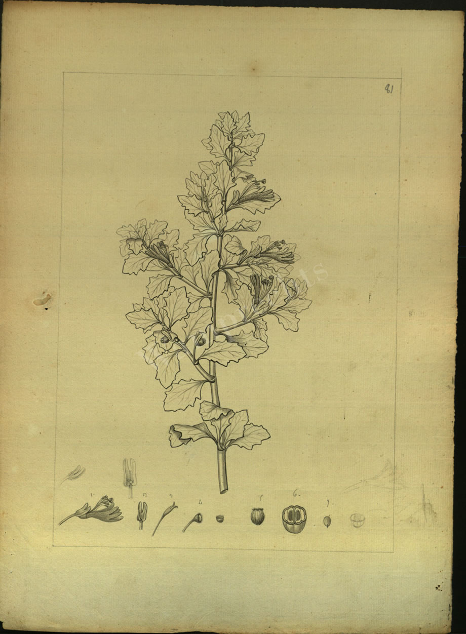 Botanical Drawings of A. Poiret
