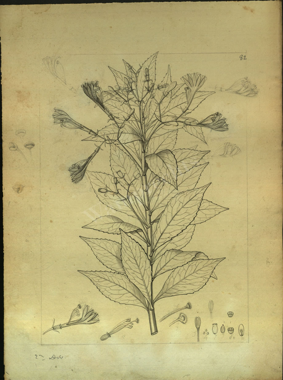 Botanical Drawings of A. Poiret