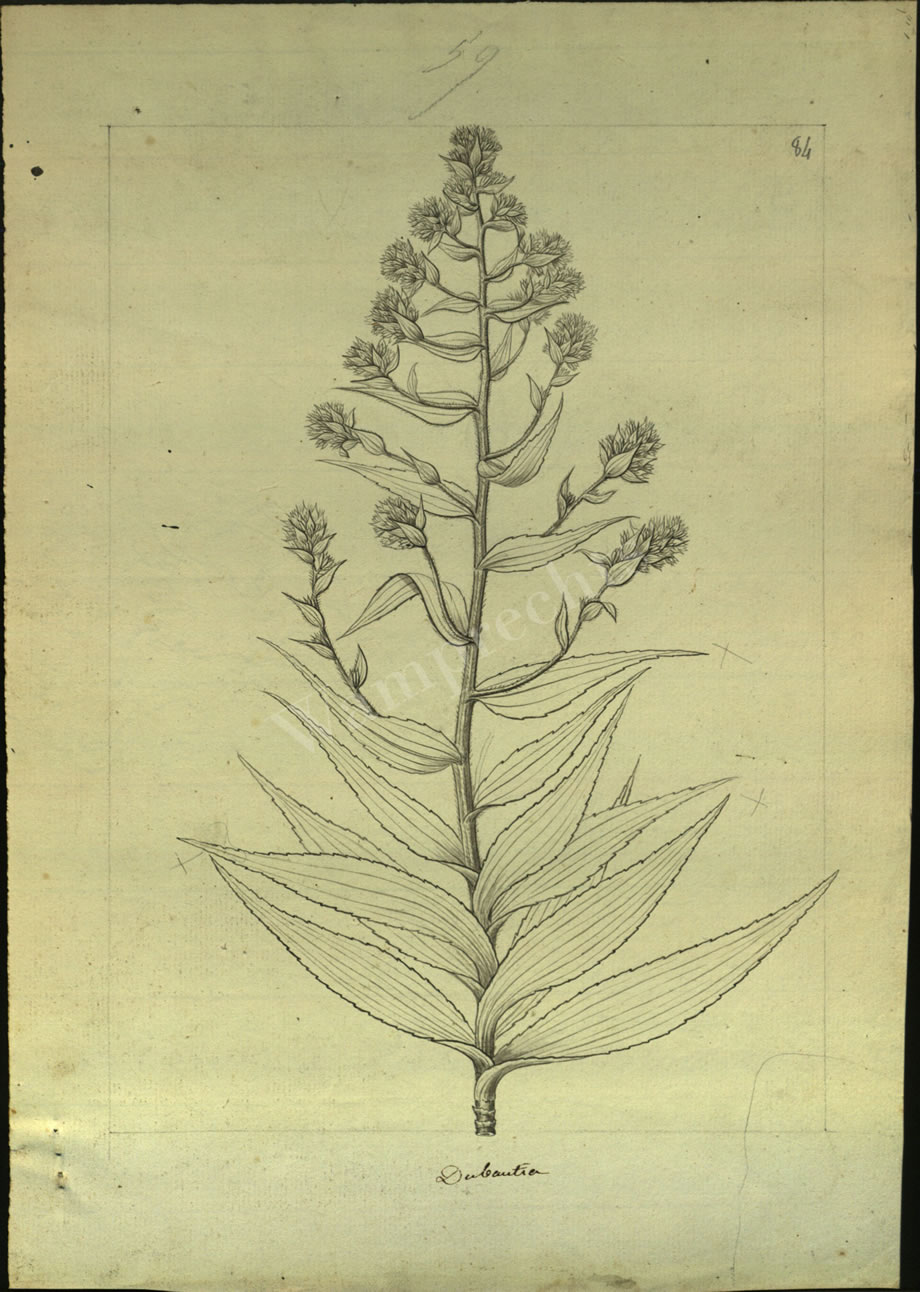 Botanical Drawings of A. Poiret