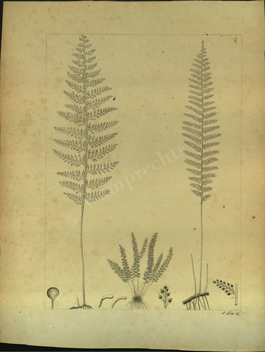 Botanical Drawings of A. Poiret
