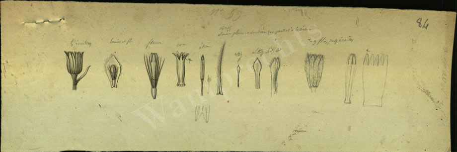 Botanical Drawings of A. Poiret