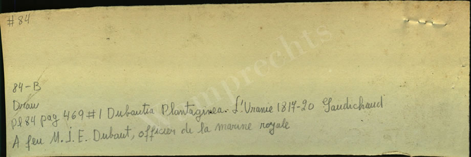 Botanical Drawings of A. Poiret