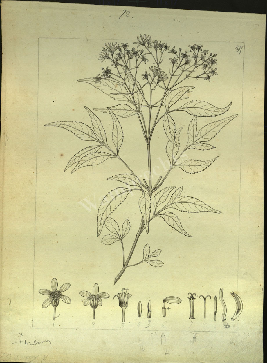 Botanical Drawings of A. Poiret