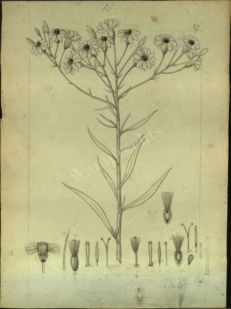 Botanical Drawings of A. Poiret