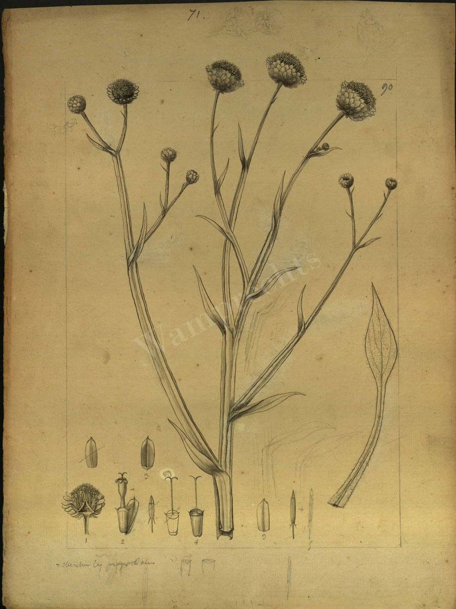 Botanical Drawings of A. Poiret