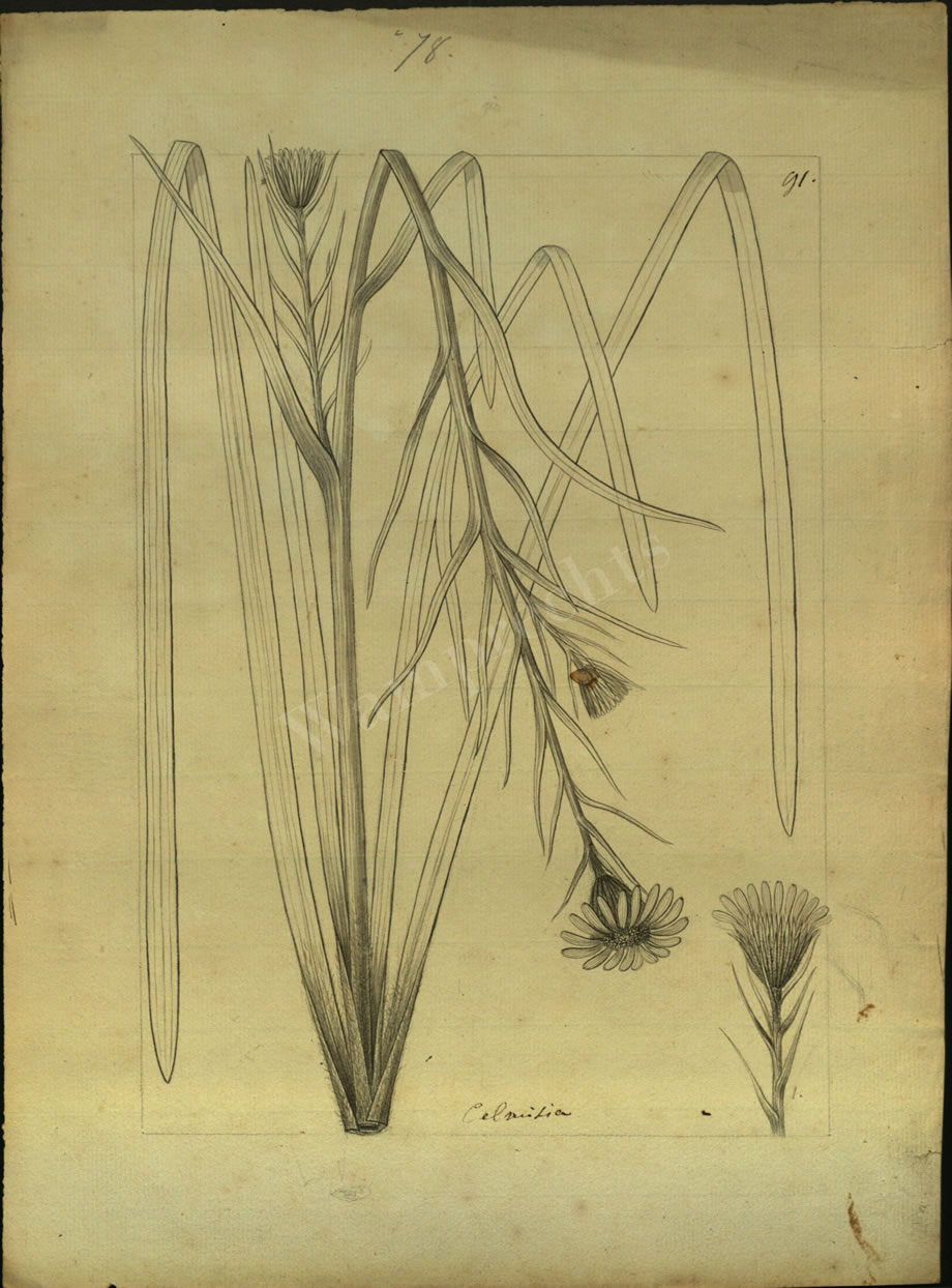 Botanical Drawings of A. Poiret