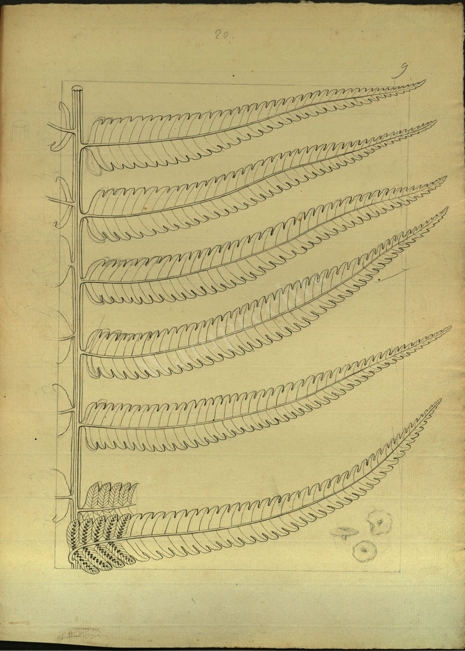 Botanical Drawings of A. Poiret