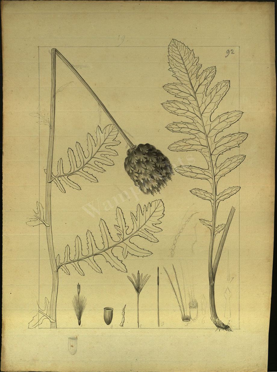 Botanical Drawings of A. Poiret