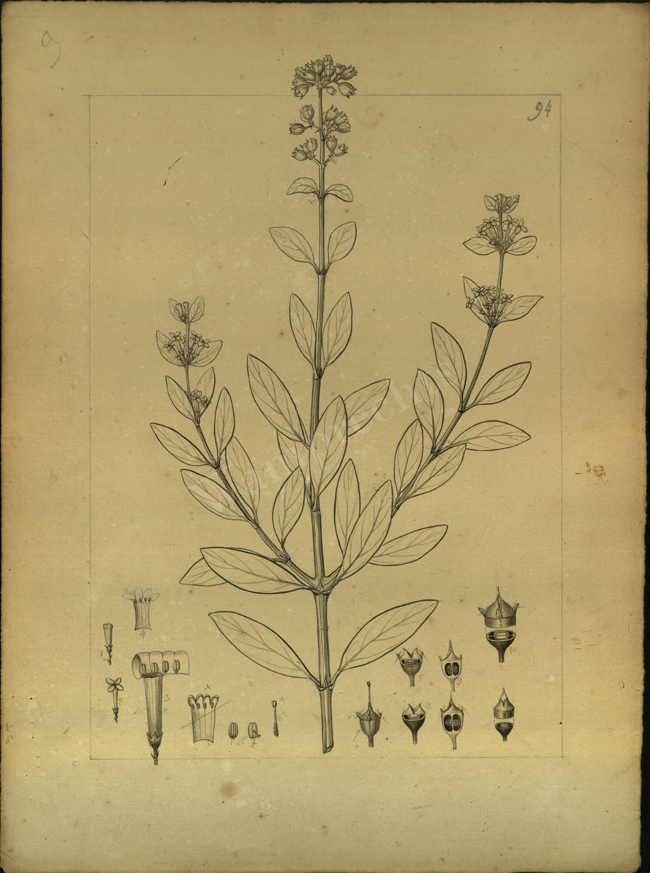 Botanical Drawings of A. Poiret