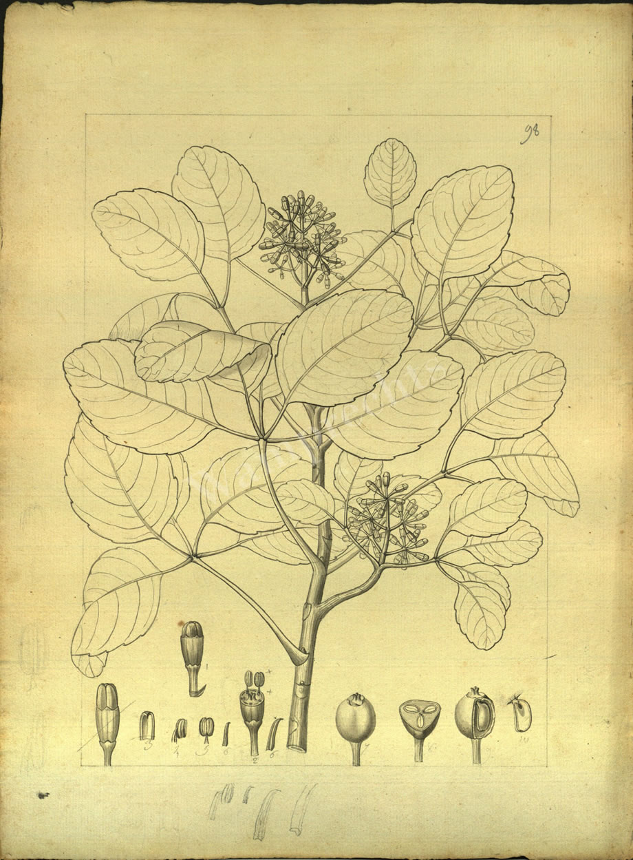 Botanical Drawings of A. Poiret