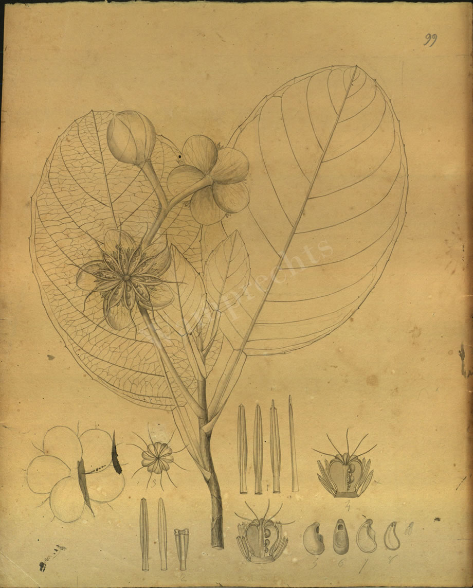 Botanical Drawings of A. Poiret
