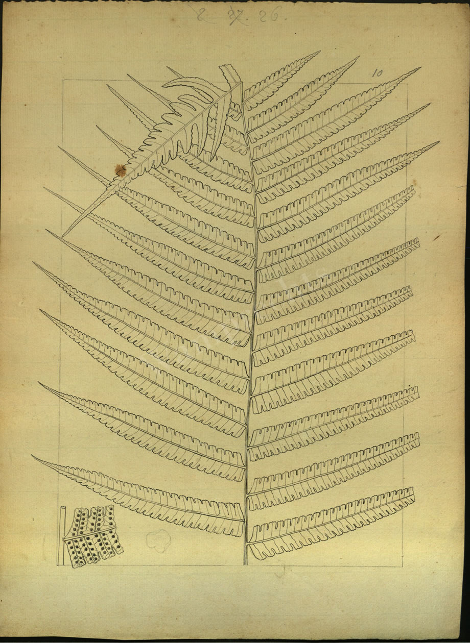 Botanical Drawings of A. Poiret