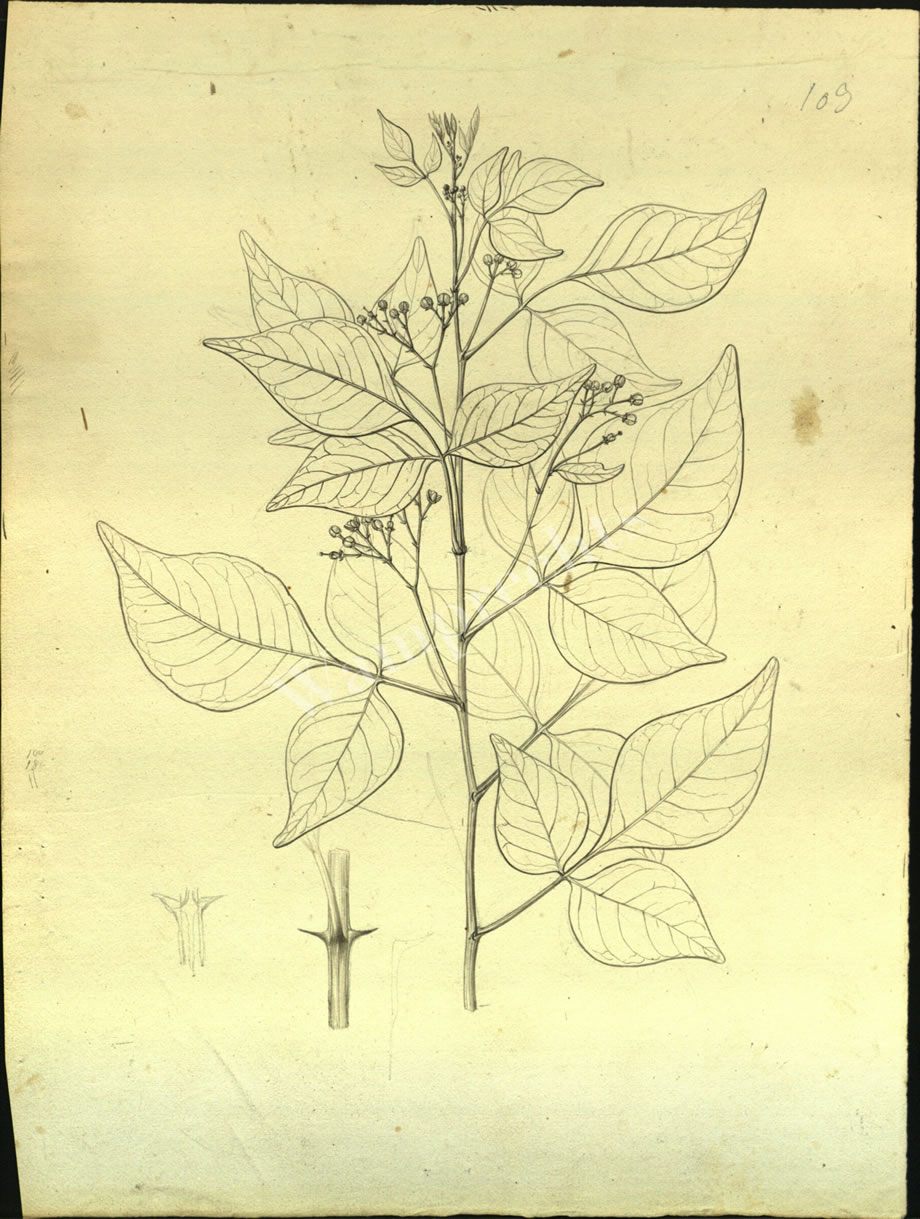 Botanical Drawings of A. Poiret