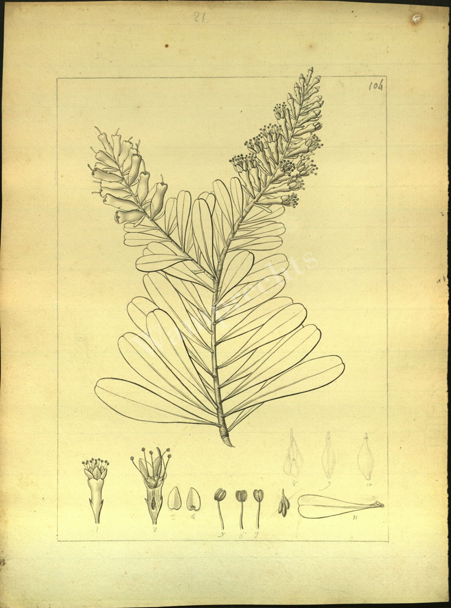 Botanical Drawings of A. Poiret