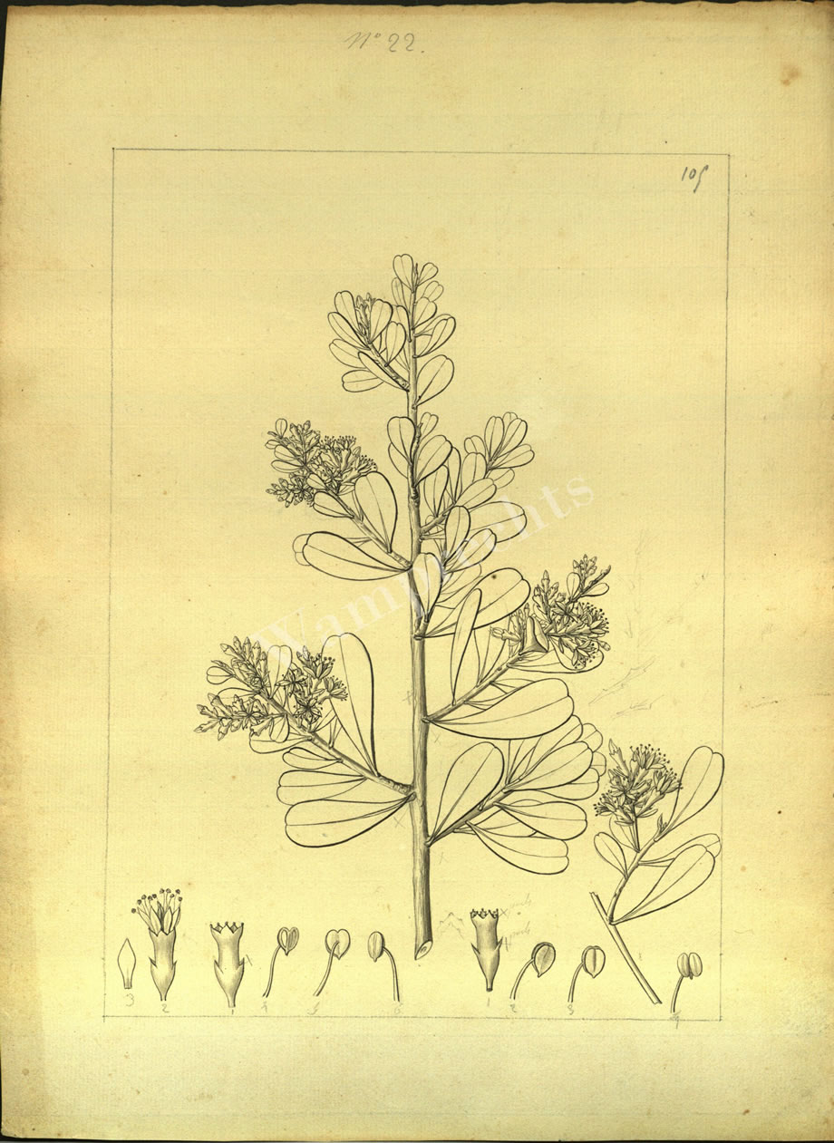Botanical Drawings of A. Poiret