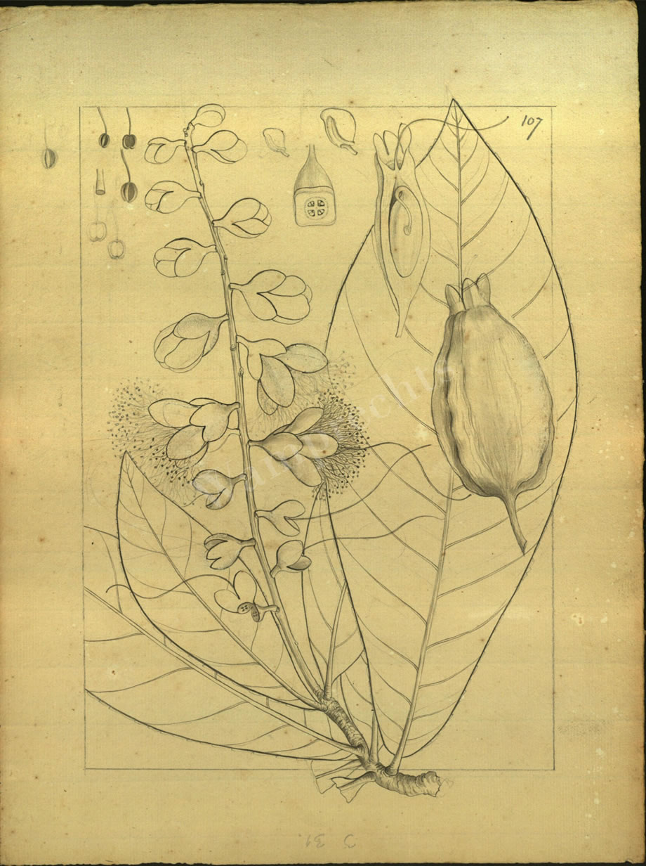 Botanical Drawings of A. Poiret