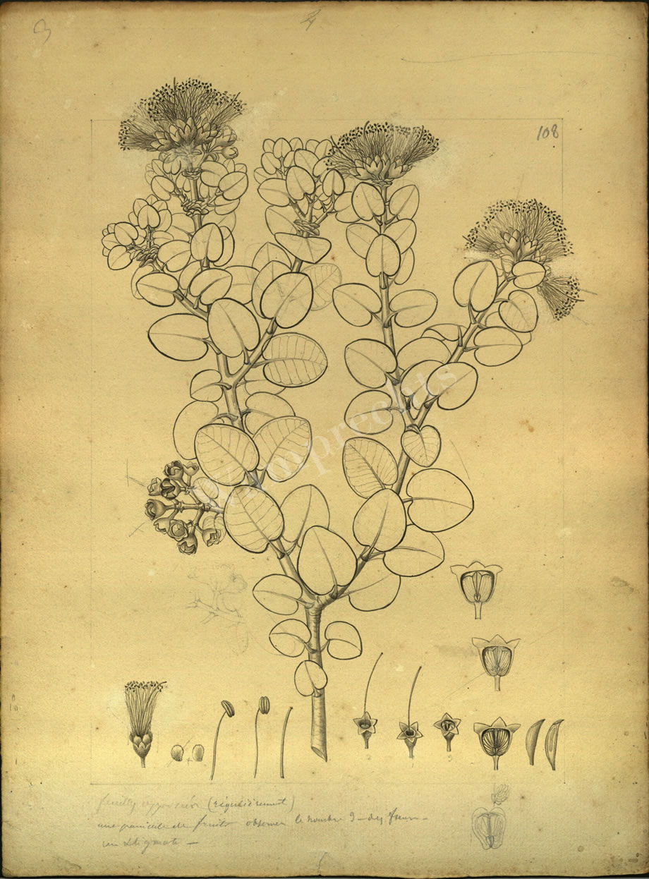 Botanical Drawings of A. Poiret