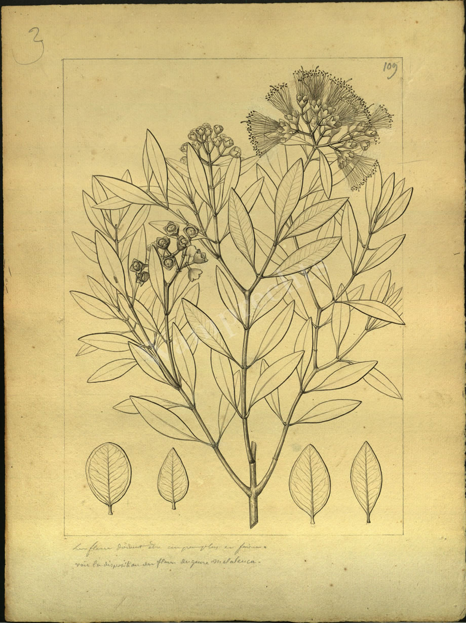 Botanical Drawings of A. Poiret