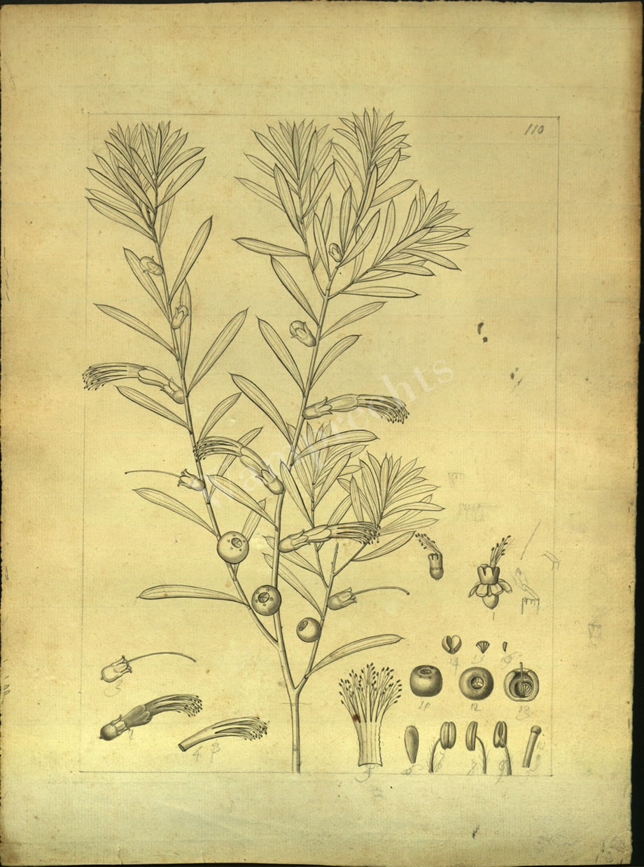 Botanical Drawings of A. Poiret