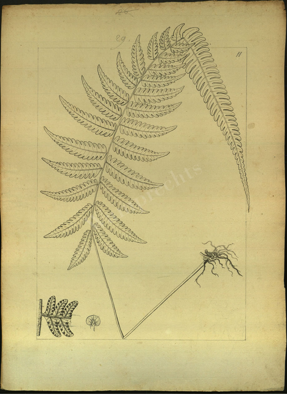 Botanical Drawings of A. Poiret