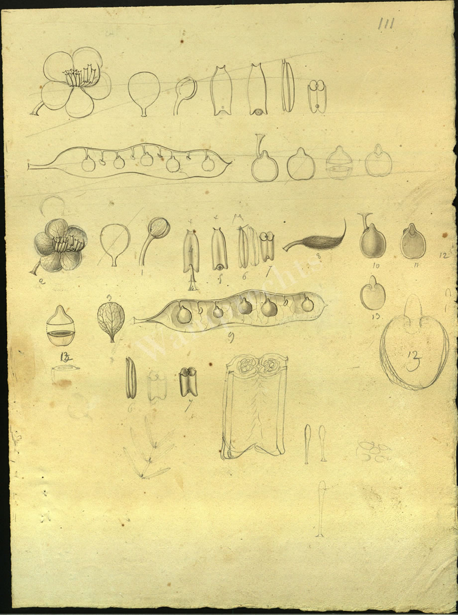 Botanical Drawings of A. Poiret