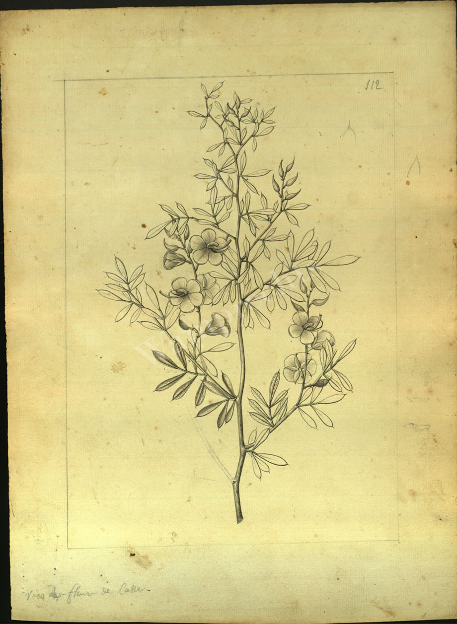 Botanical Drawings of A. Poiret