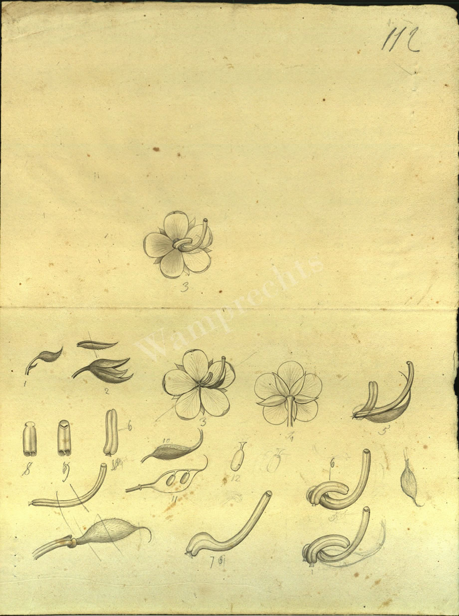 Botanical Drawings of A. Poiret
