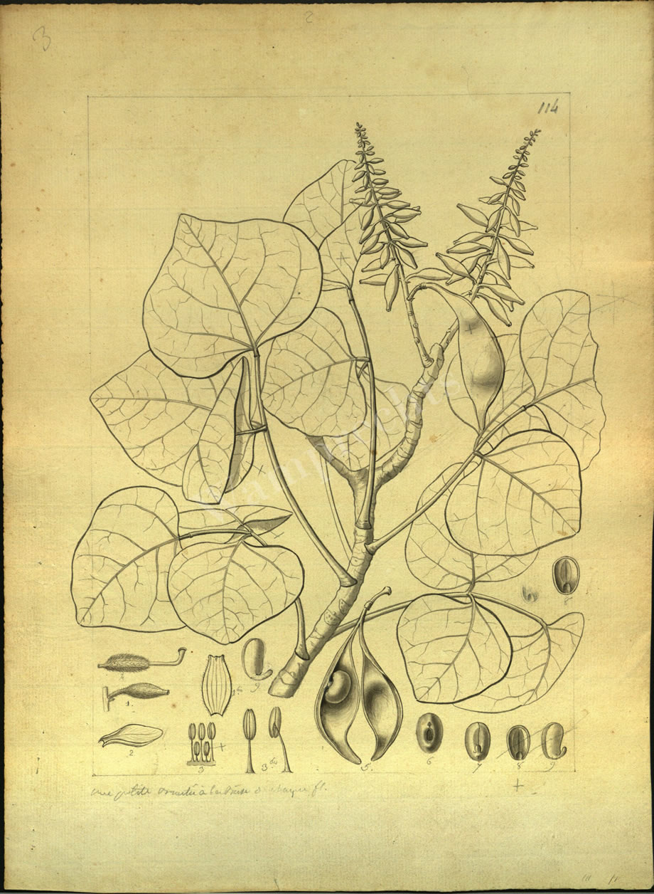 Botanical Drawings of A. Poiret