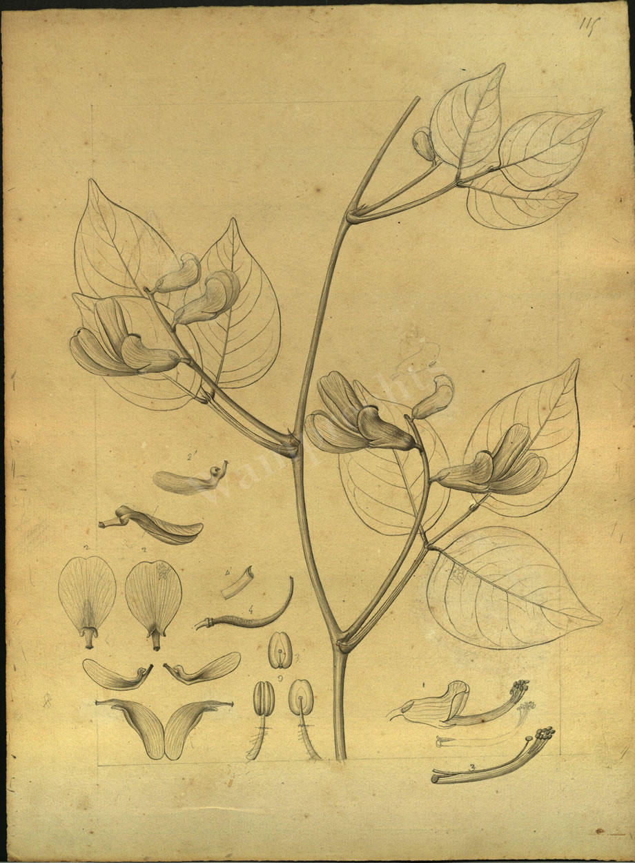Botanical Drawings of A. Poiret