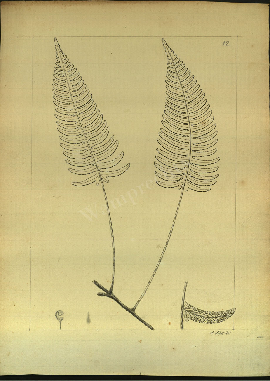 Botanical Drawings of A. Poiret