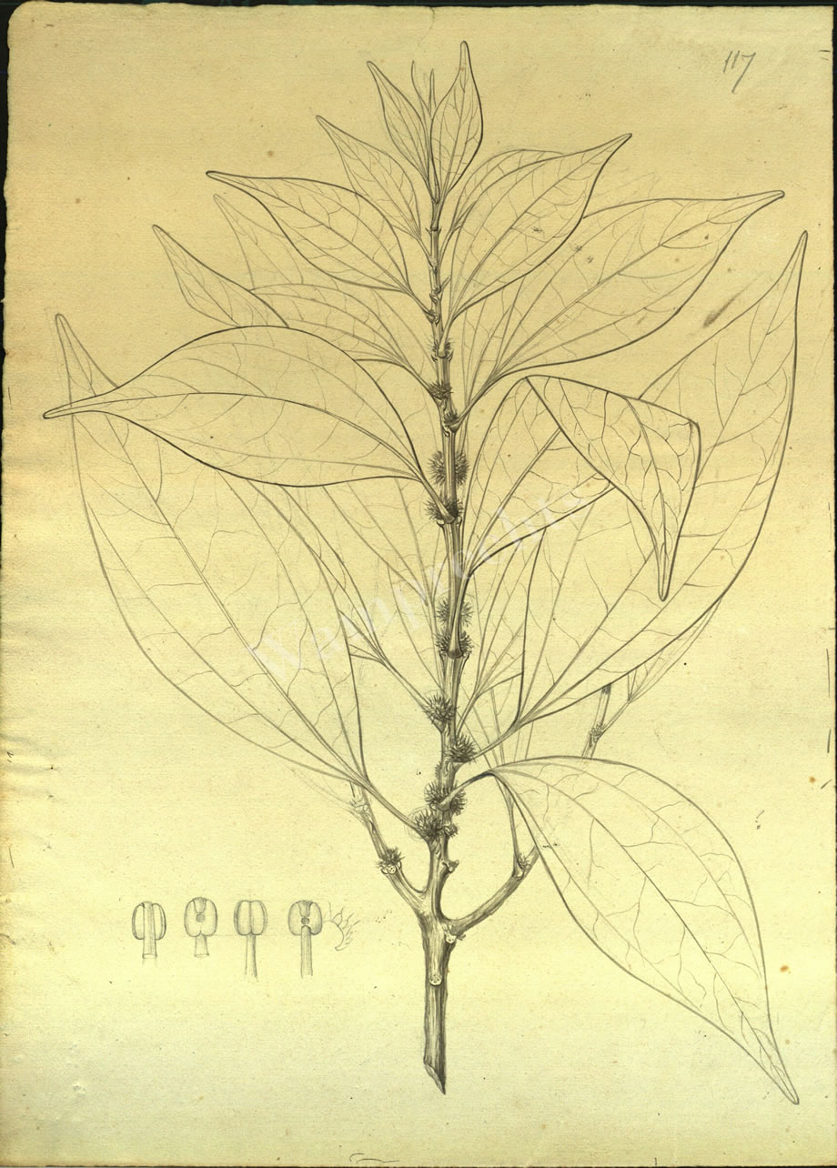 Botanical Drawings of A. Poiret