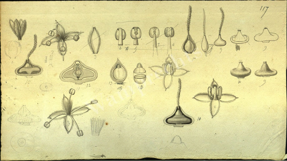 Botanical Drawings of A. Poiret