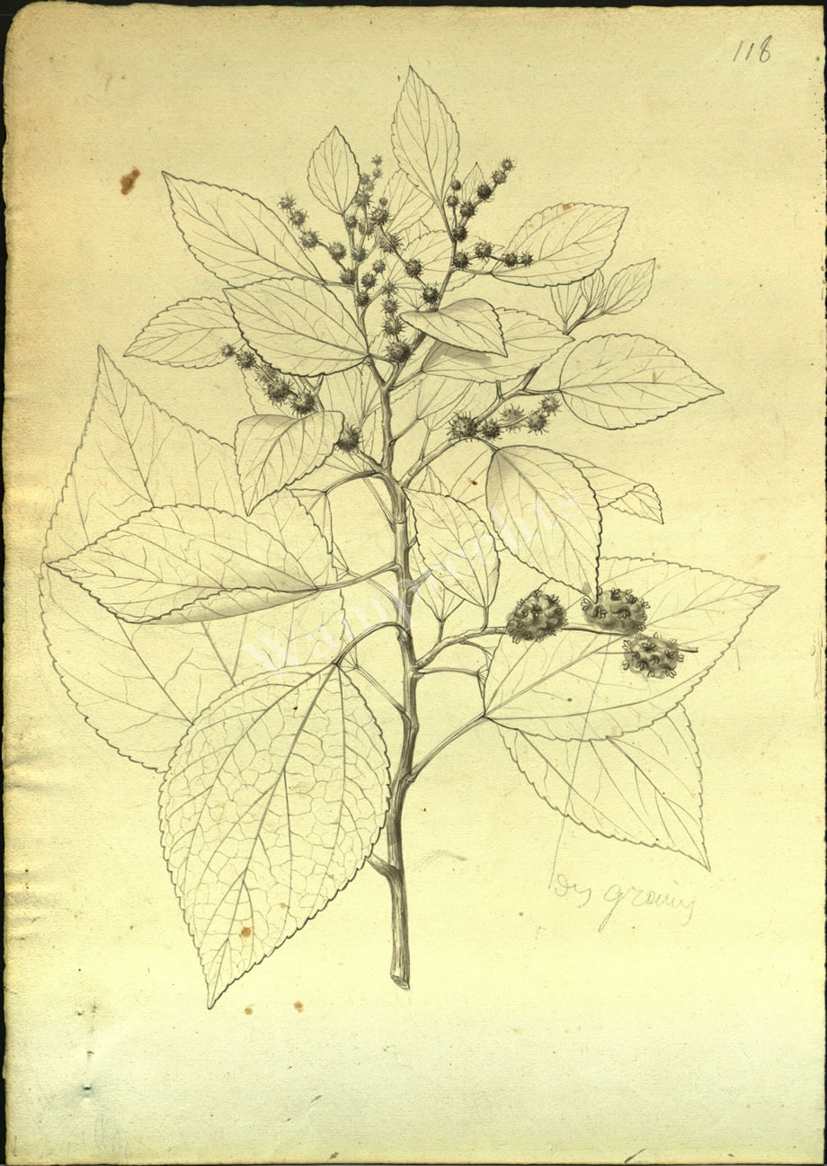 Botanical Drawings of A. Poiret