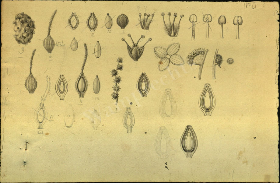 Botanical Drawings of A. Poiret