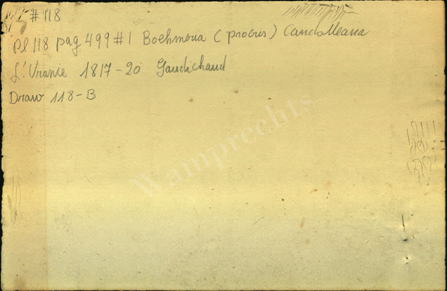 Botanical Drawings of A. Poiret