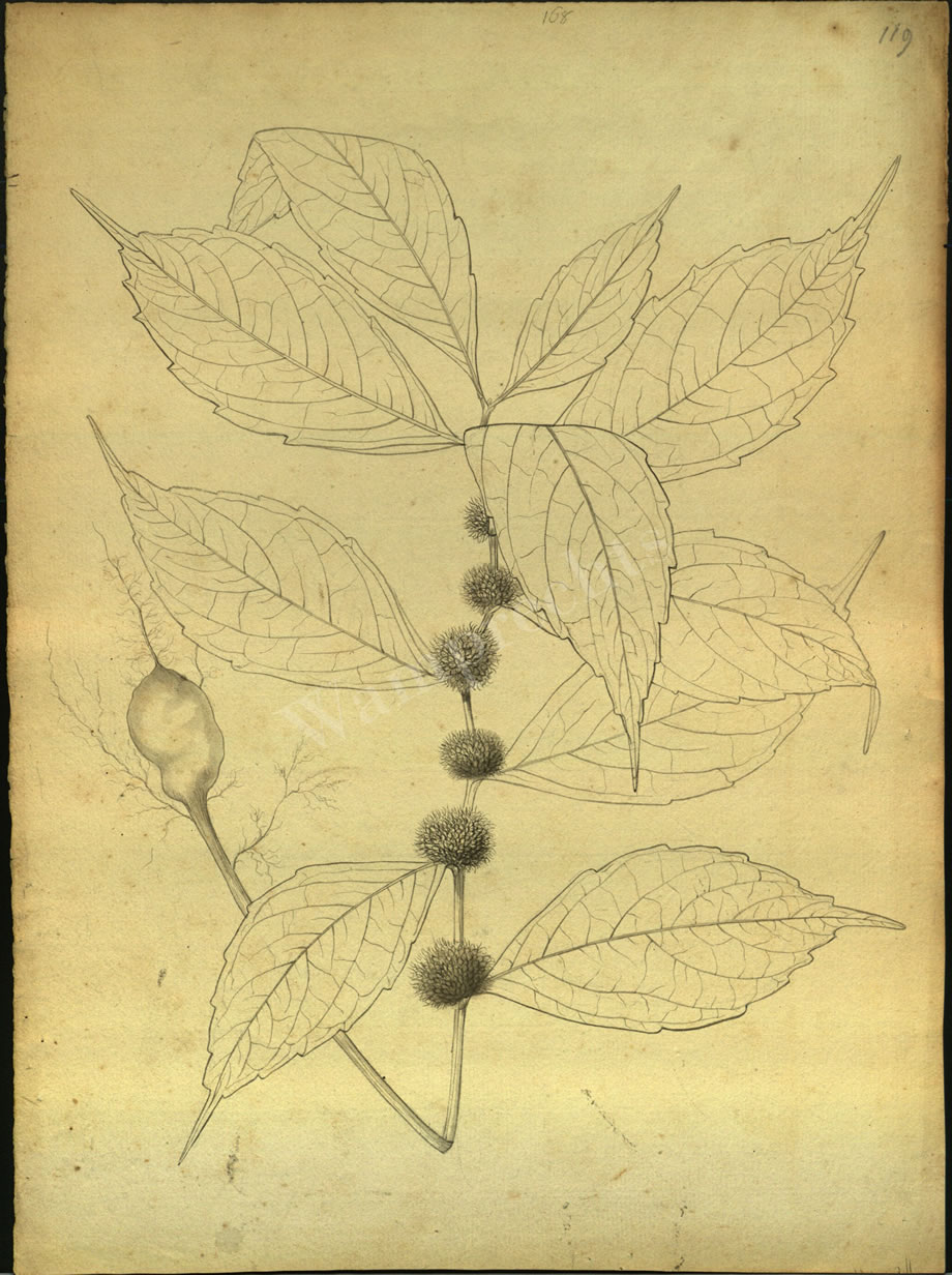 Botanical Drawings of A. Poiret