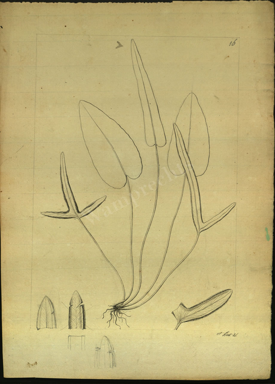 Botanical Drawings of A. Poiret
