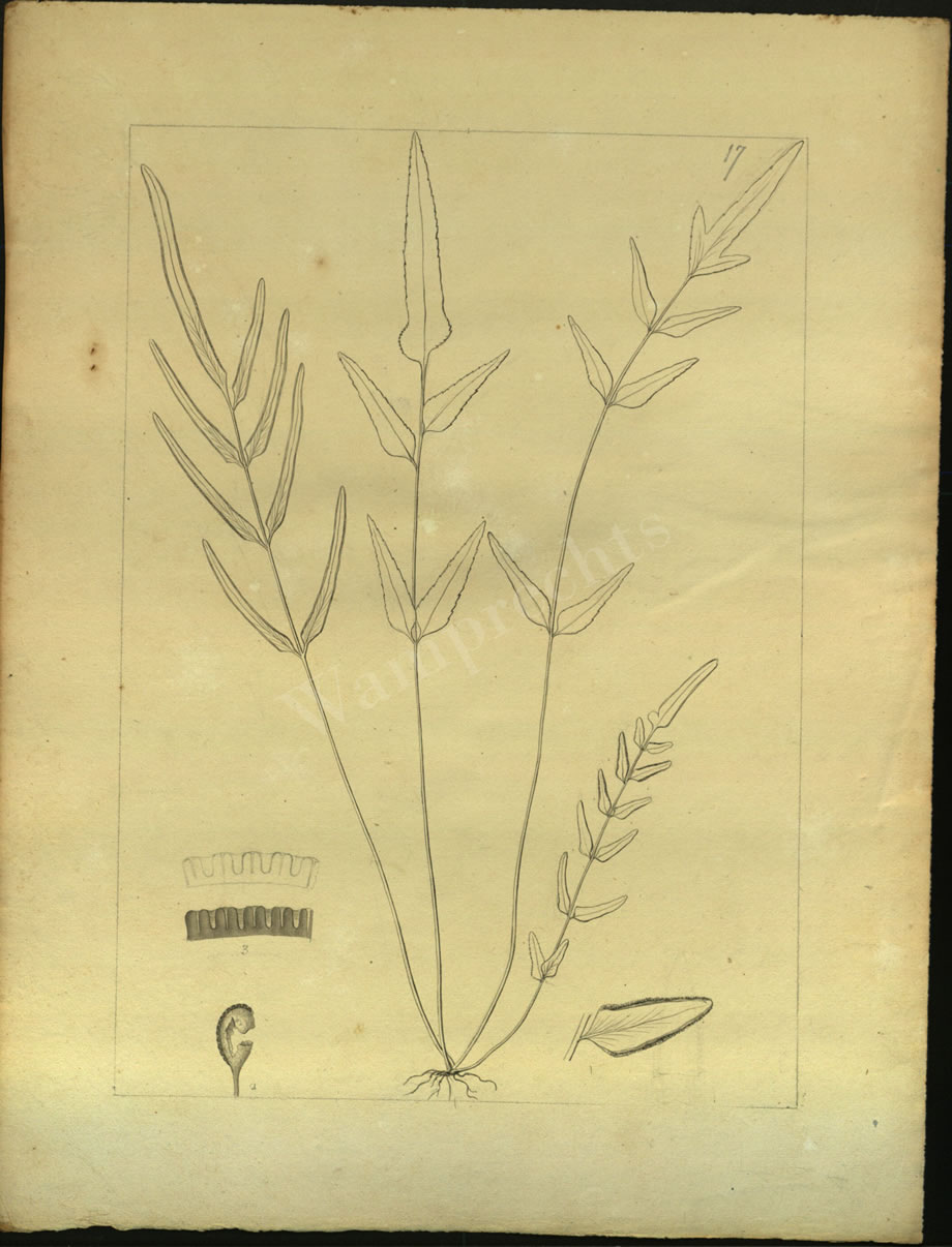 Botanical Drawings of A. Poiret