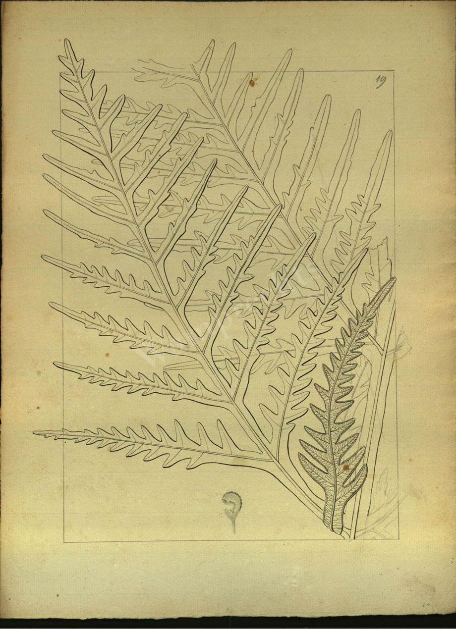 Botanical Drawings of A. Poiret