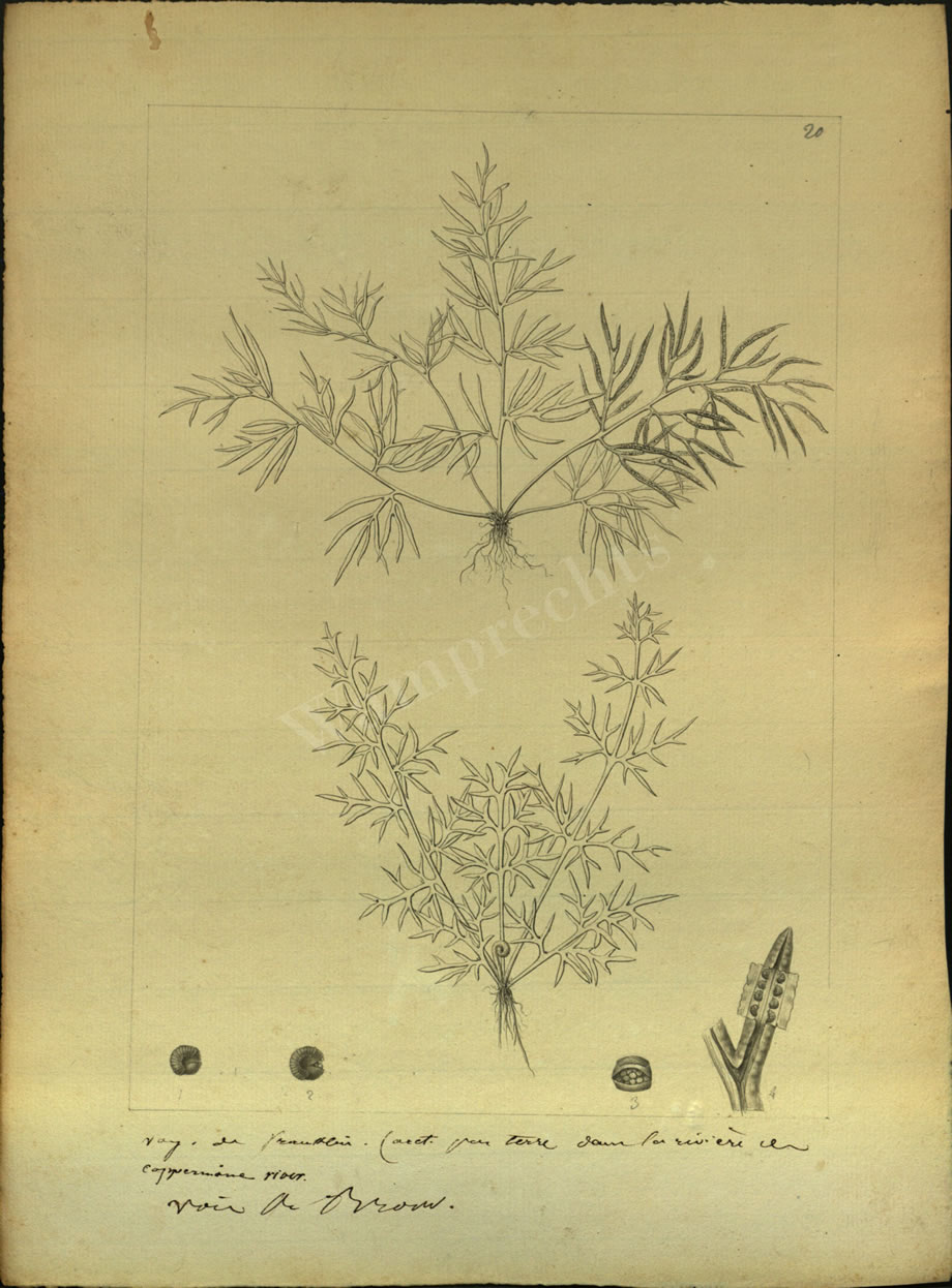 Botanical Drawings of A. Poiret
