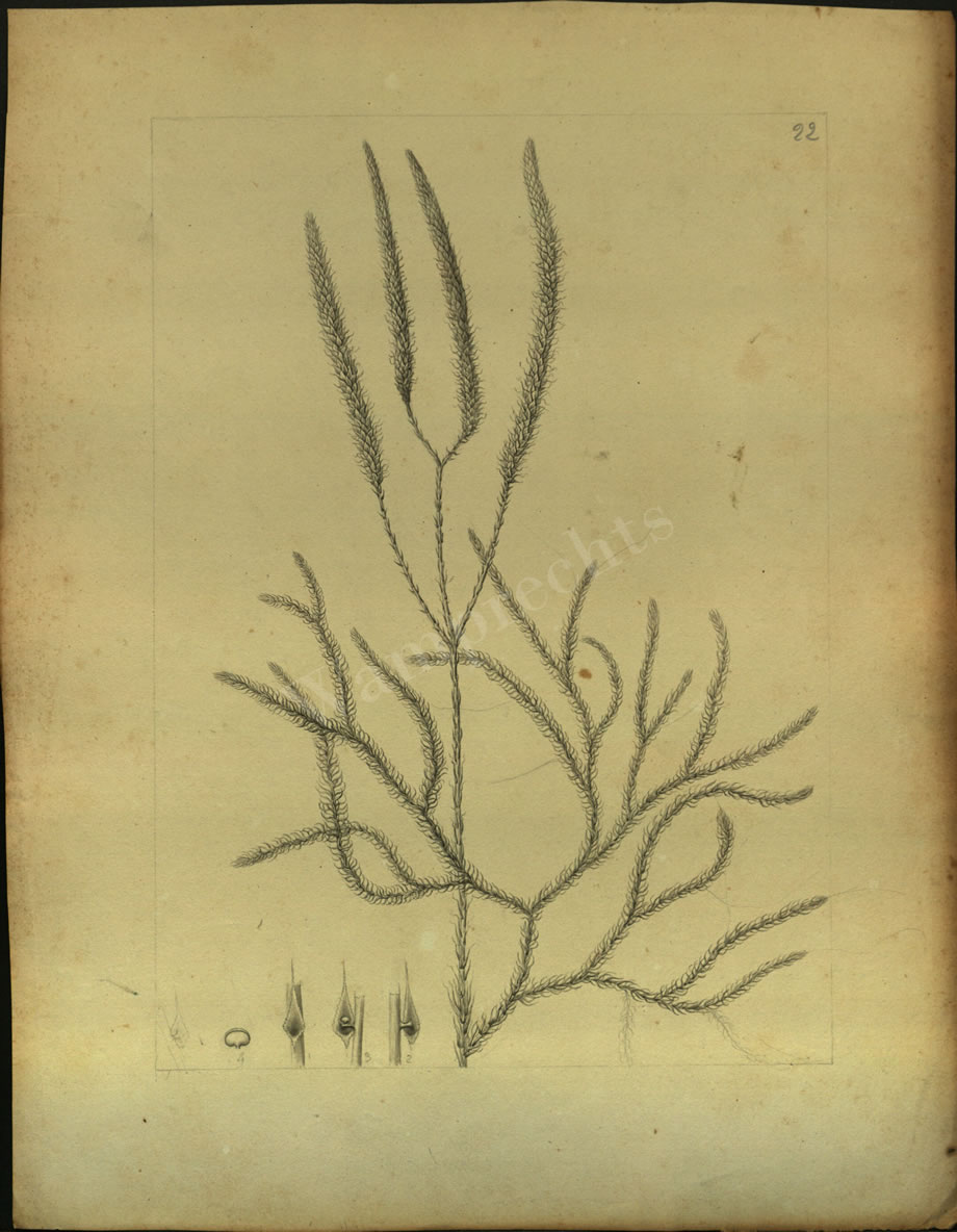Botanical Drawings of A. Poiret